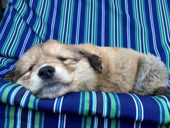 Dog sleeping on bed