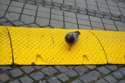 Close-up of a pigeon