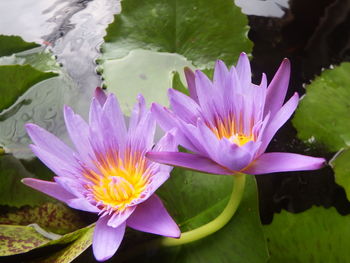 Close-up of lotus water lily in lake