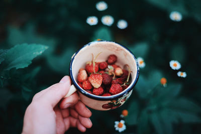 Closeup of a woman's hands holding fresh wild strawberries.