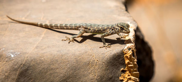 Close-up of lizard on rock