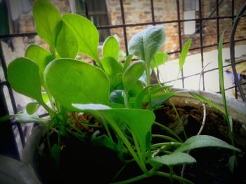 Close-up of potted plant