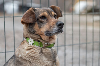 Dog waiting for adoption in animal shelter. homeless dog in the shelter. stray animals concept.