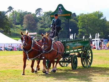 Horse cart by trees