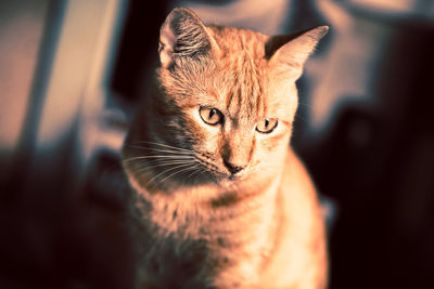 Close-up portrait of a cat