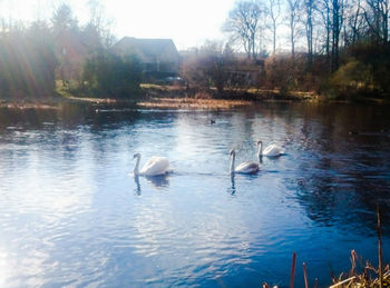 Swans swimming in lake against sky