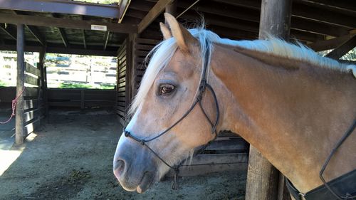 Horse in stable