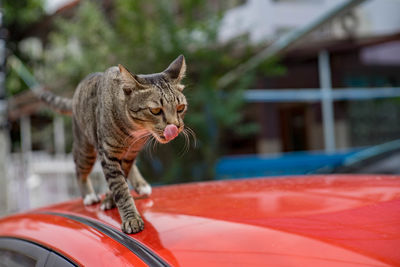 Cat looking away