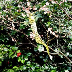 Low angle view of lizard on tree