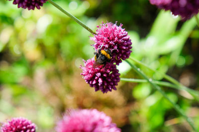 Close-up of insect on purple flowering plant