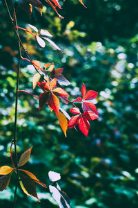 Close-up of red flowering plant