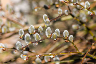 Close-up of  buds  growing on tree