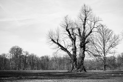 Bare trees on landscape against sky