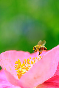 Close-up of bee on pink flower