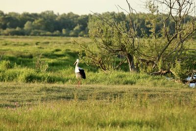 Bird on a field