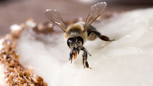 Close-up of bee