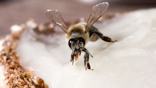 Close-up of bee on food