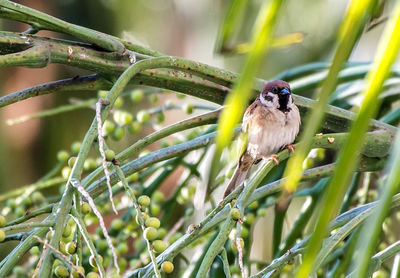 Close-up of sparrow on plant