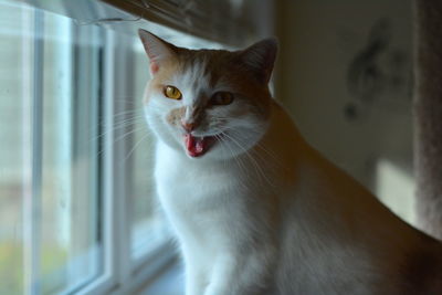 Close-up of cat sitting at home