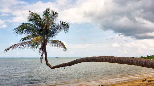 Palm tree on beach against sky