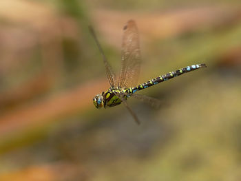 Close-up of insect