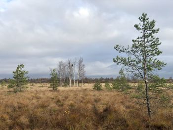 Trees on field against sky