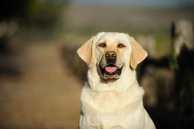 Portrait of labrador retriever on field