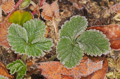 High angle view of plant growing on field during winter