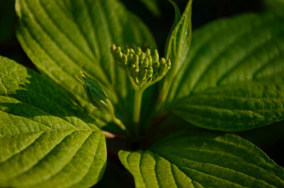 Full frame shot of fresh green plant