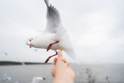 Low angle view of seagull flying over sea