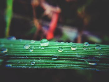 Close-up of wet leaf