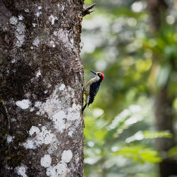 Close-up of bird perching on tree trunk