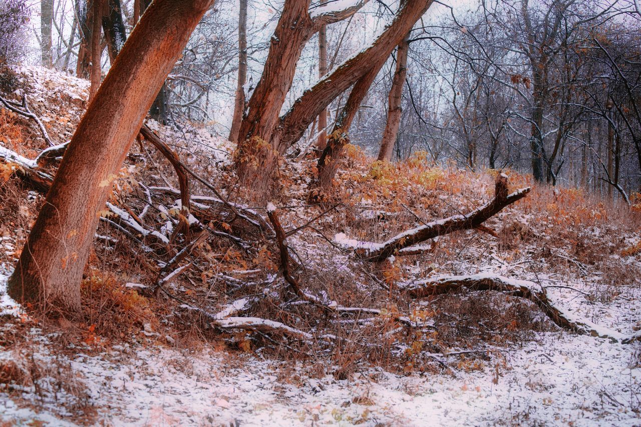 BARE TREES IN FOREST