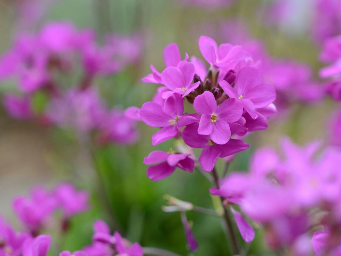 flower, freshness, fragility, petal, purple, growth, beauty in nature, pink color, focus on foreground, flower head, close-up, blooming, nature, plant, in bloom, selective focus, blossom, springtime, outdoors, day