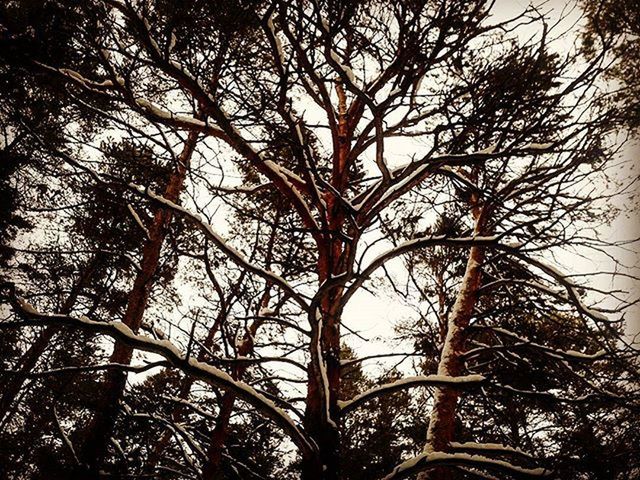 tree, branch, low angle view, growth, nature, tranquility, bare tree, tree trunk, sky, sunlight, beauty in nature, no people, silhouette, outdoors, day, built structure, scenics, clear sky, architecture, tranquil scene