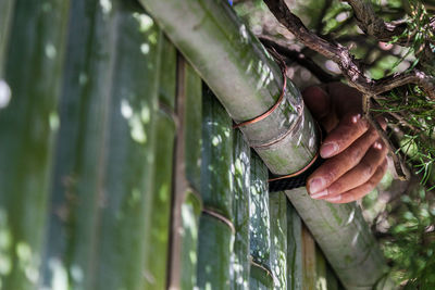 Low section of person on tree in forest