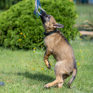 View of dog on field