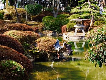 Scenic view of pond in garden