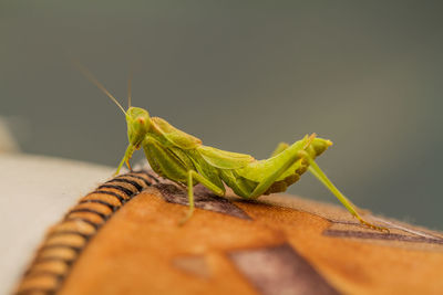 Close-up of grasshopper