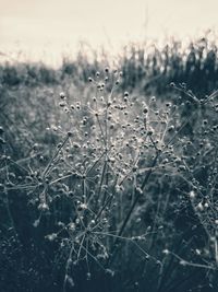 Close-up of plants growing on field against sky