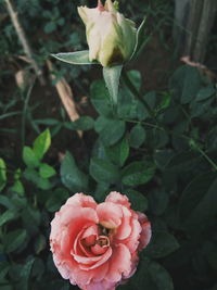 Close-up of pink rose