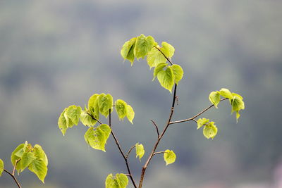 Close-up of flowering plant