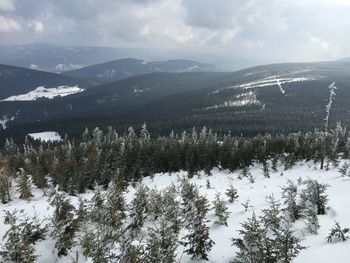 Pine trees on snowcapped mountains against sky