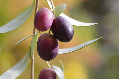 Close-up of fruit growing on tree