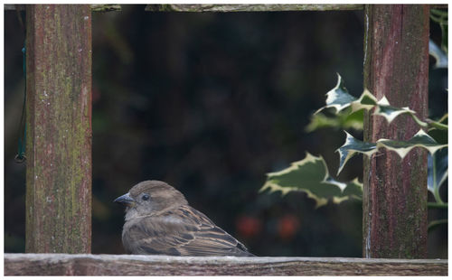 Close-up of bird perching on wood