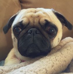 Close-up portrait of dog