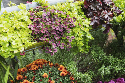 Close-up of flowering plants