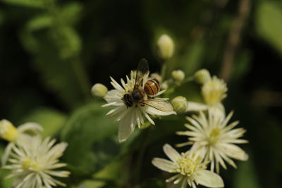 Close-up of bee pollinating on flower