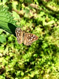 Close-up of butterfly on plant