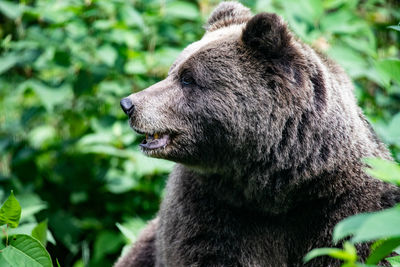 Bear in a forest